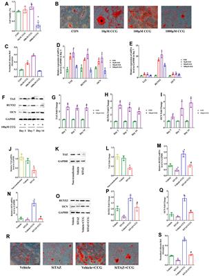 Curculigoside Ameliorates Bone Loss by Influencing Mesenchymal Stem Cell Fate in Aging Mice